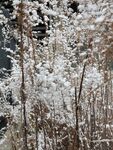 雪景3