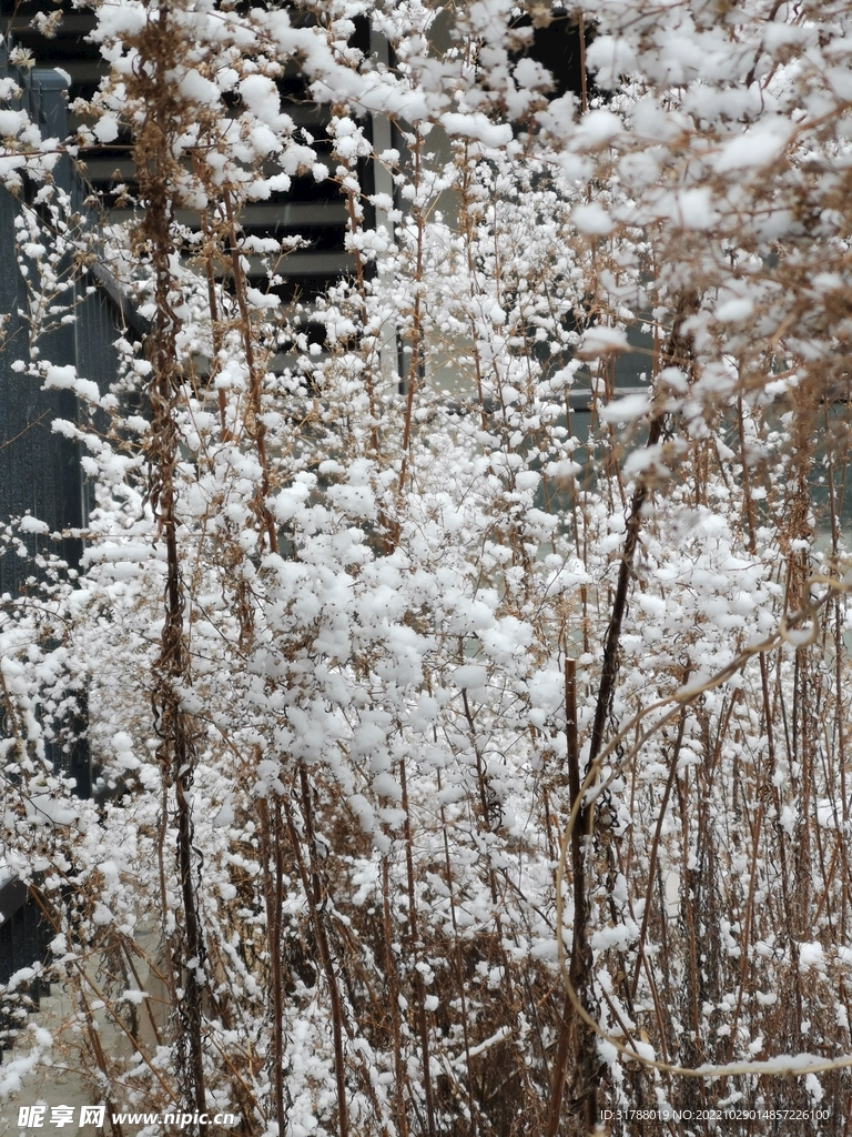 雪景3