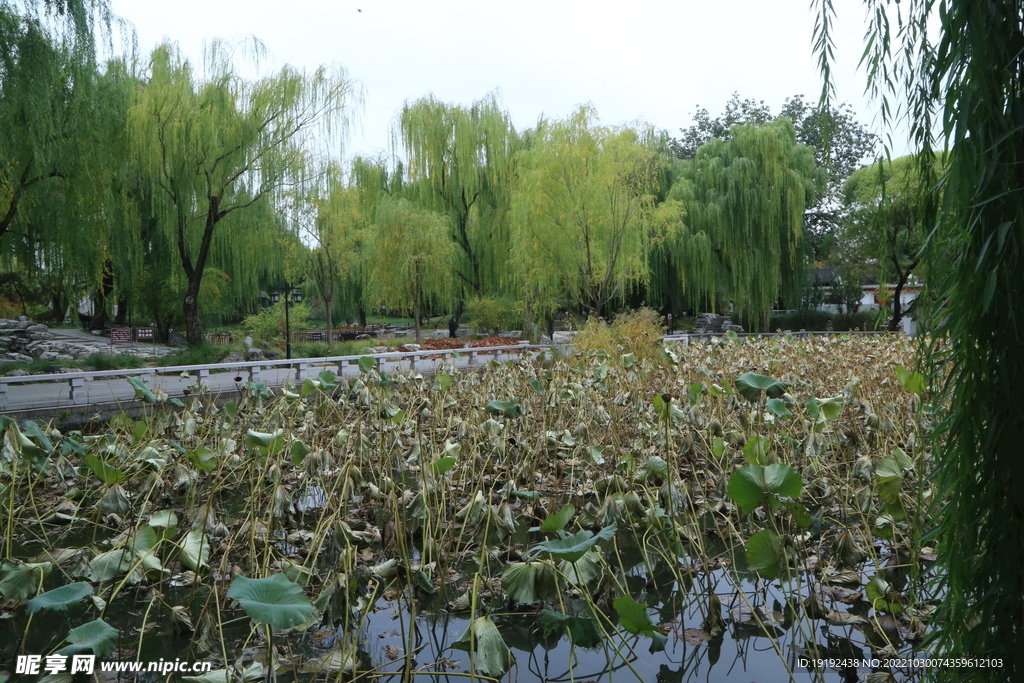 荷塘风景  