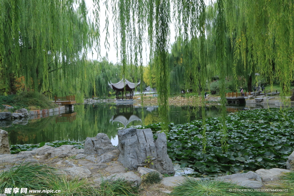 垂柳风景  
