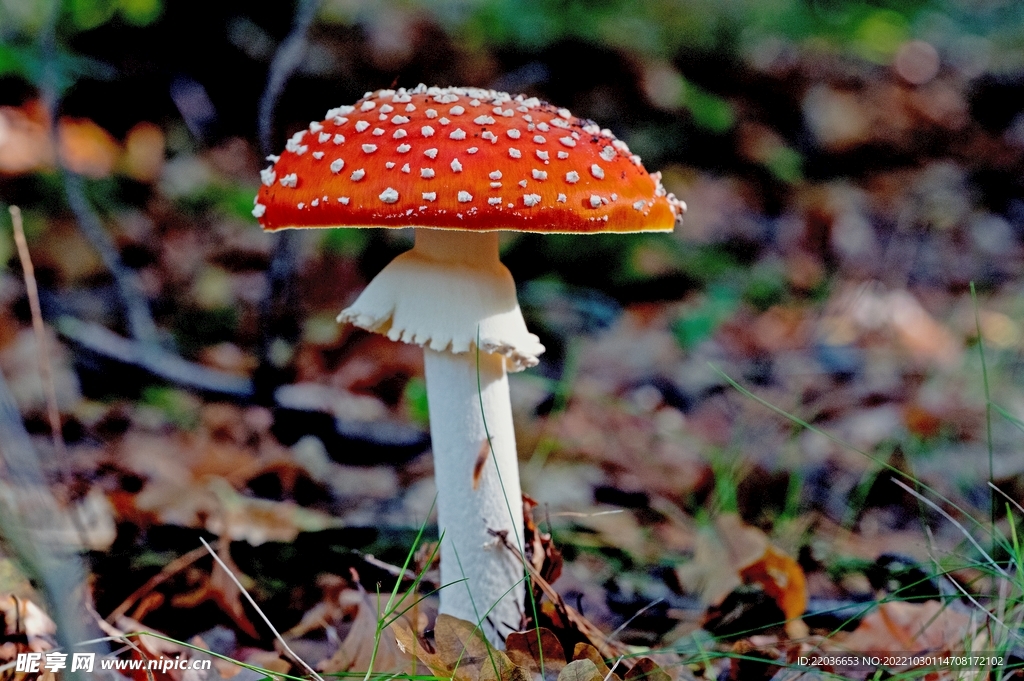 鲜艳的毒蘑菇
