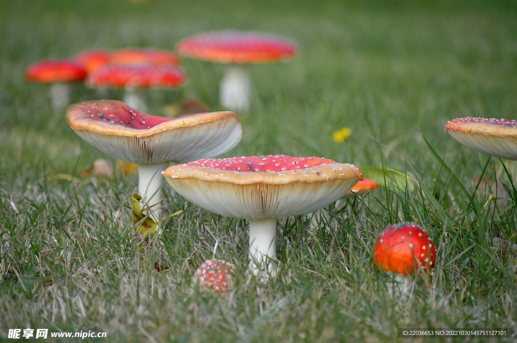 草地红色蘑菇