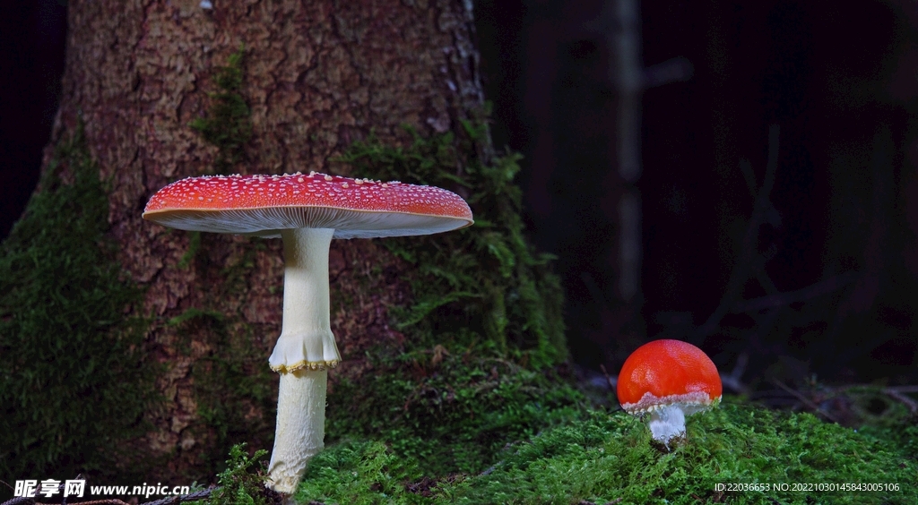 红色菌类蘑菇