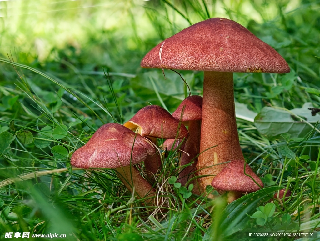 野生红色蘑菇