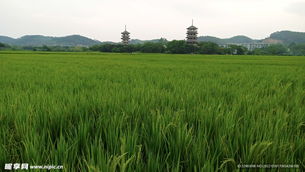 农业基地