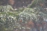 雨天雪松