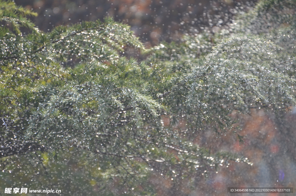 雨天雪松