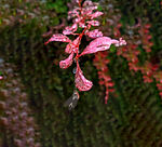 雨水