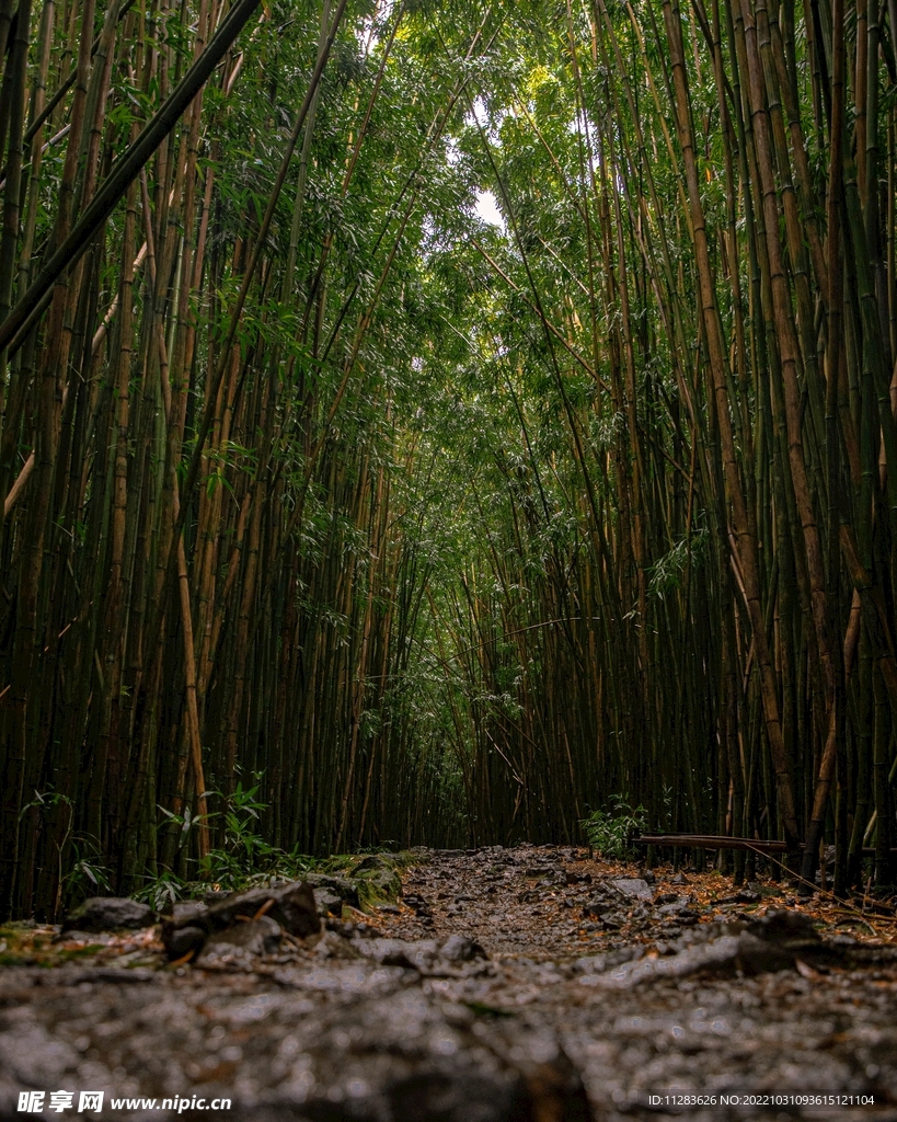 竹林石子路摄影