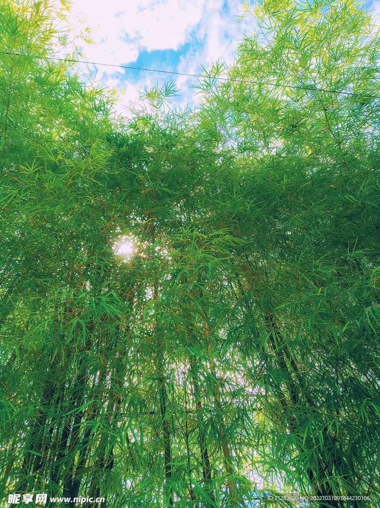 竹林