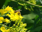蜜蜂在油菜花在采蜜