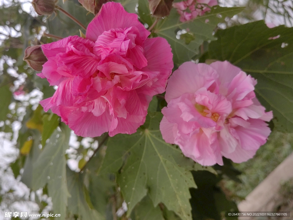 红色木芙蓉花