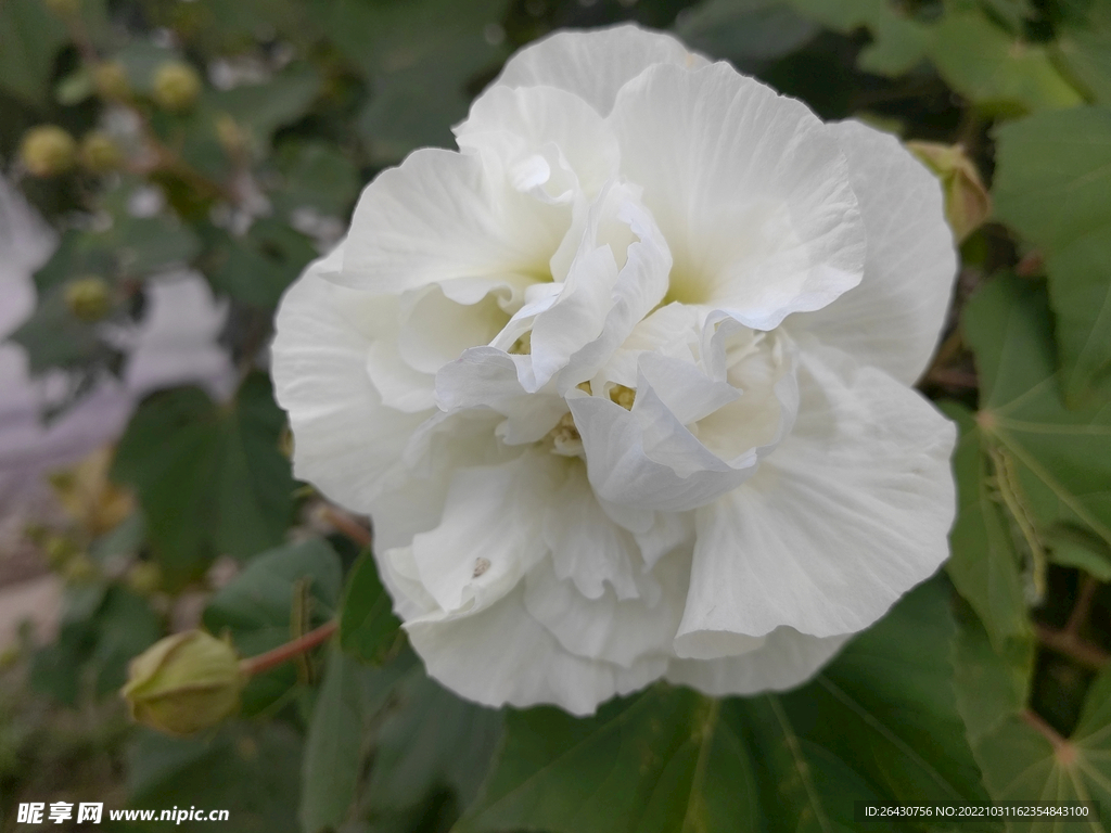 白色芙蓉花