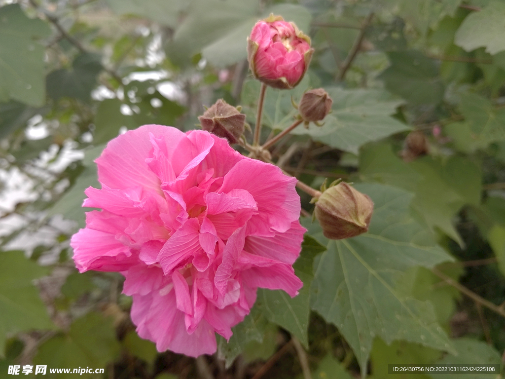 红色芙蓉花