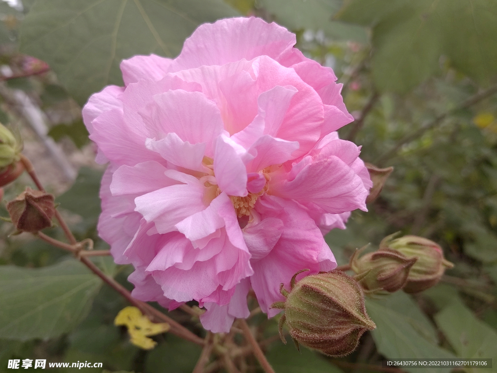 美丽的芙蓉花