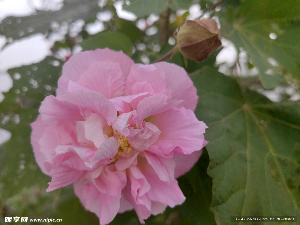 粉色木芙蓉