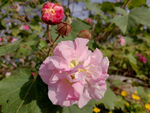 木芙蓉花蕾