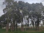 湿地小树林