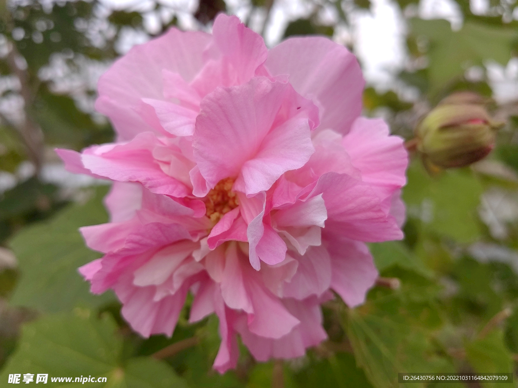 粉色芙蓉花