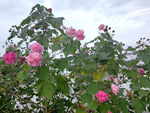 盛开的芙蓉花