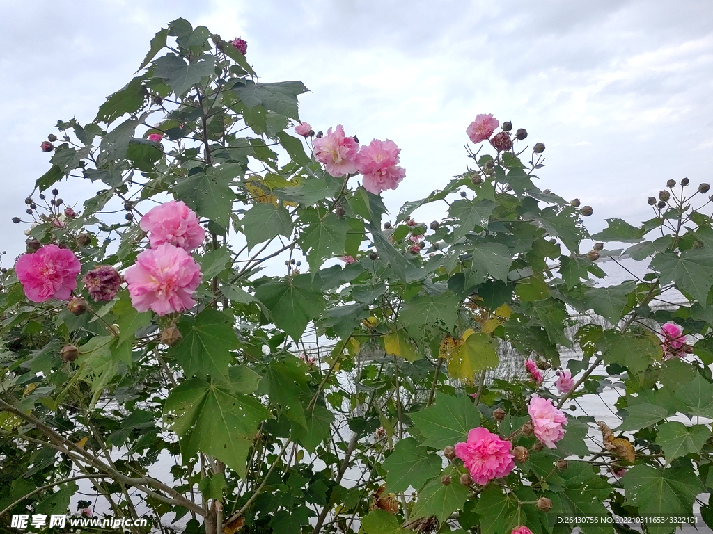 盛开的芙蓉花