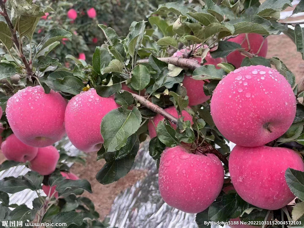 铜川市苹果 红富士85-90果 10斤左右