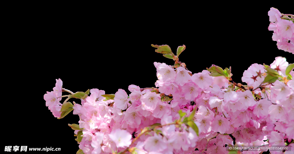 花朵背景