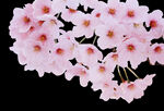 花朵背景