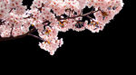 花朵背景