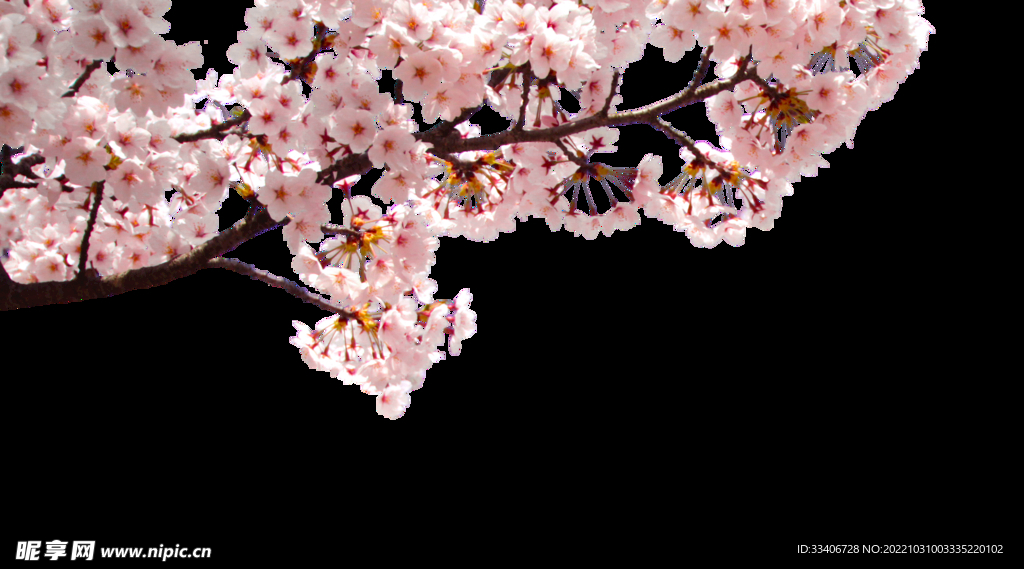 花朵背景