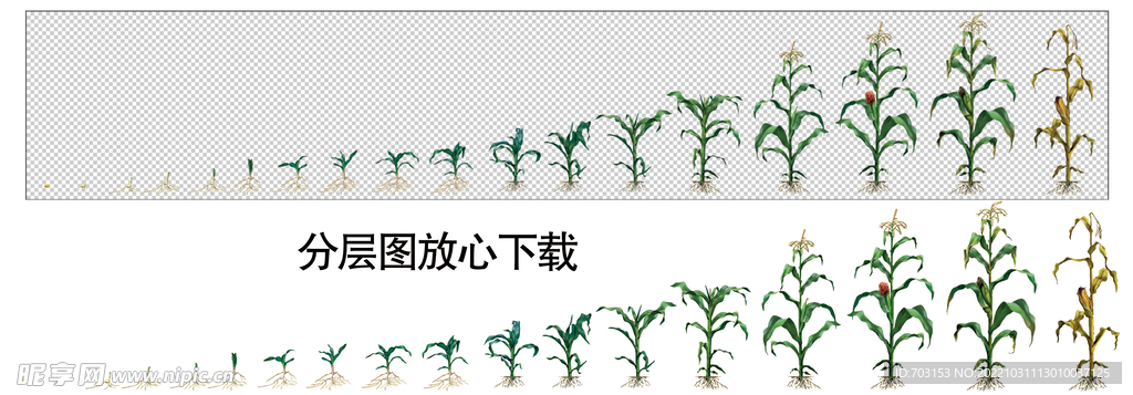 玉米农作物生长过程