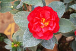 山茶花