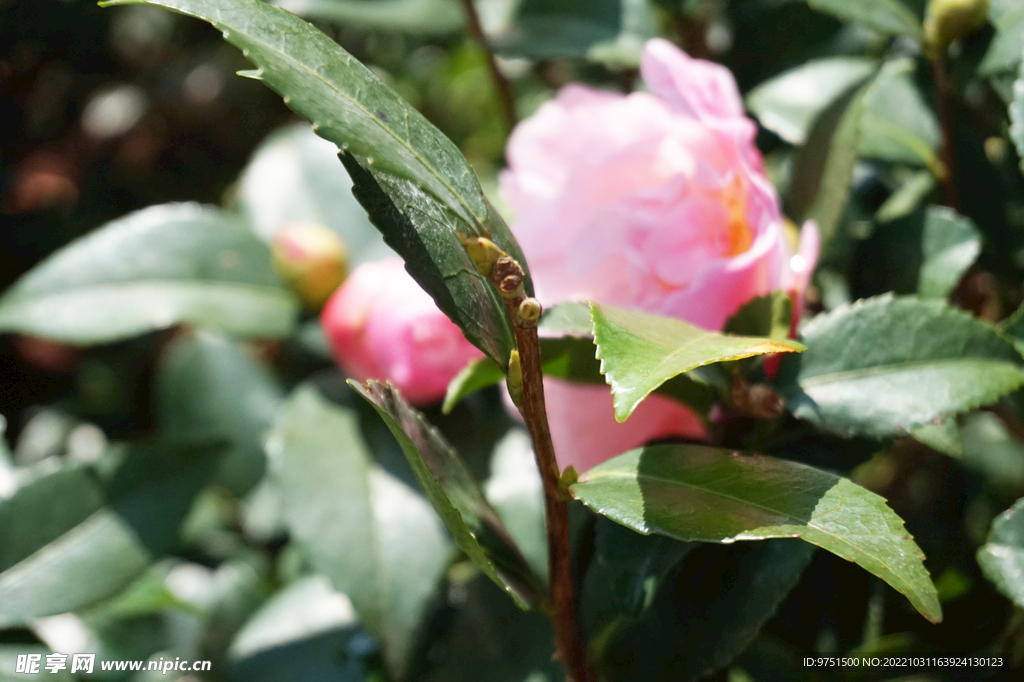 山茶花