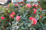 山茶花