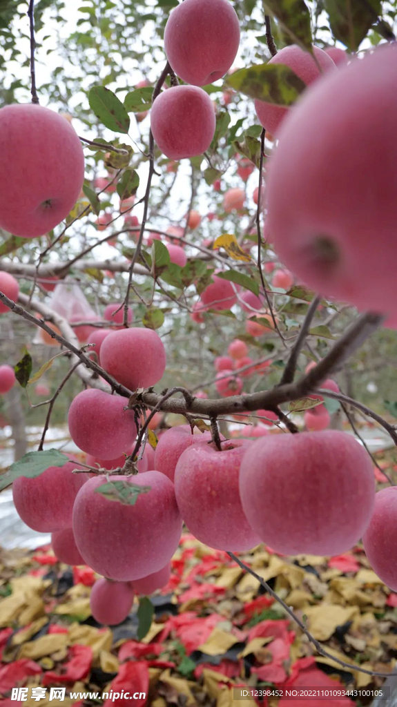 苹果