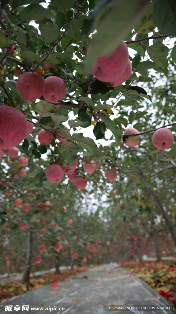 苹果