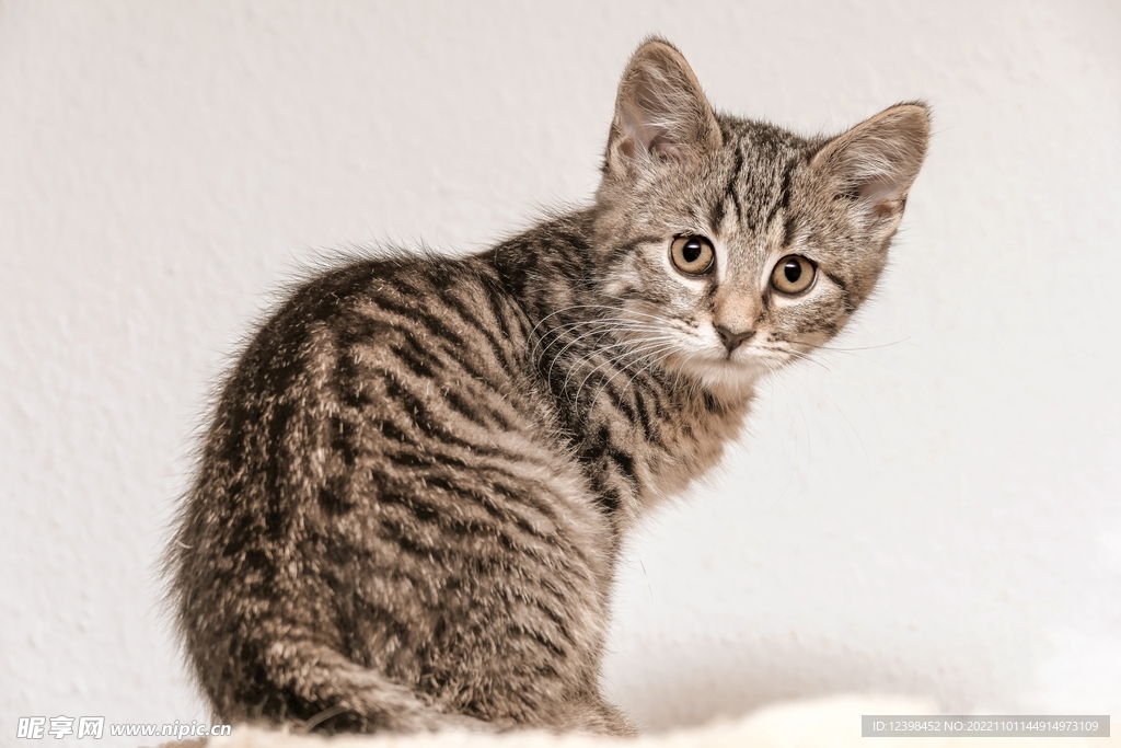 小花猫