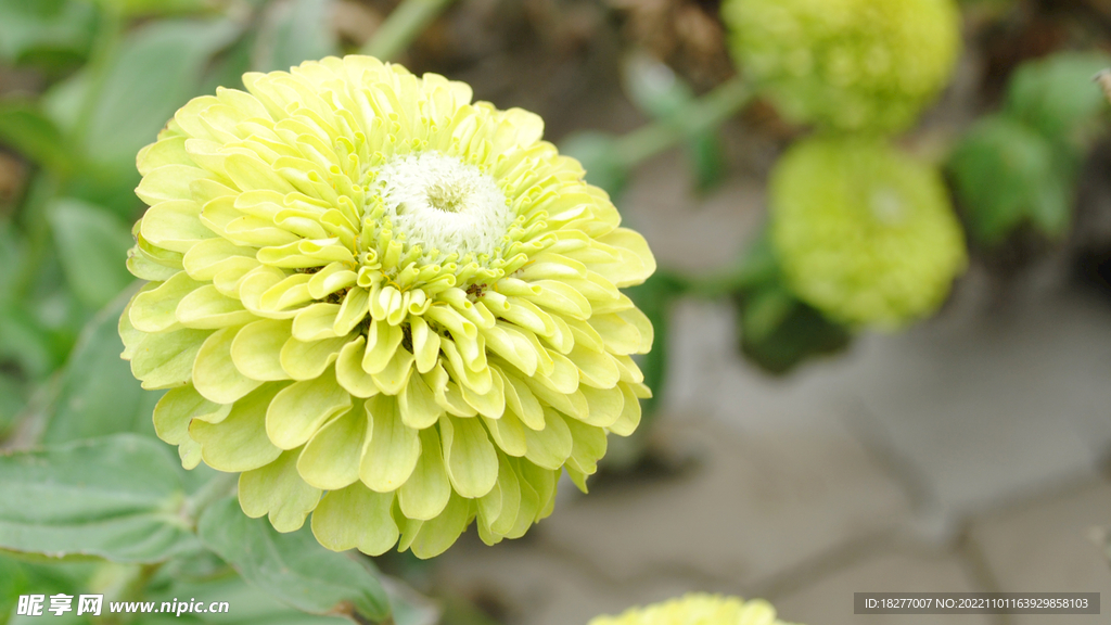 百日草 百日菊 绿色花卉