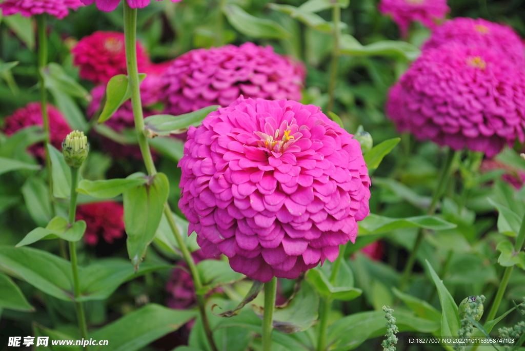 百日草 百日菊 步步高 紫色