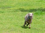 比特犬