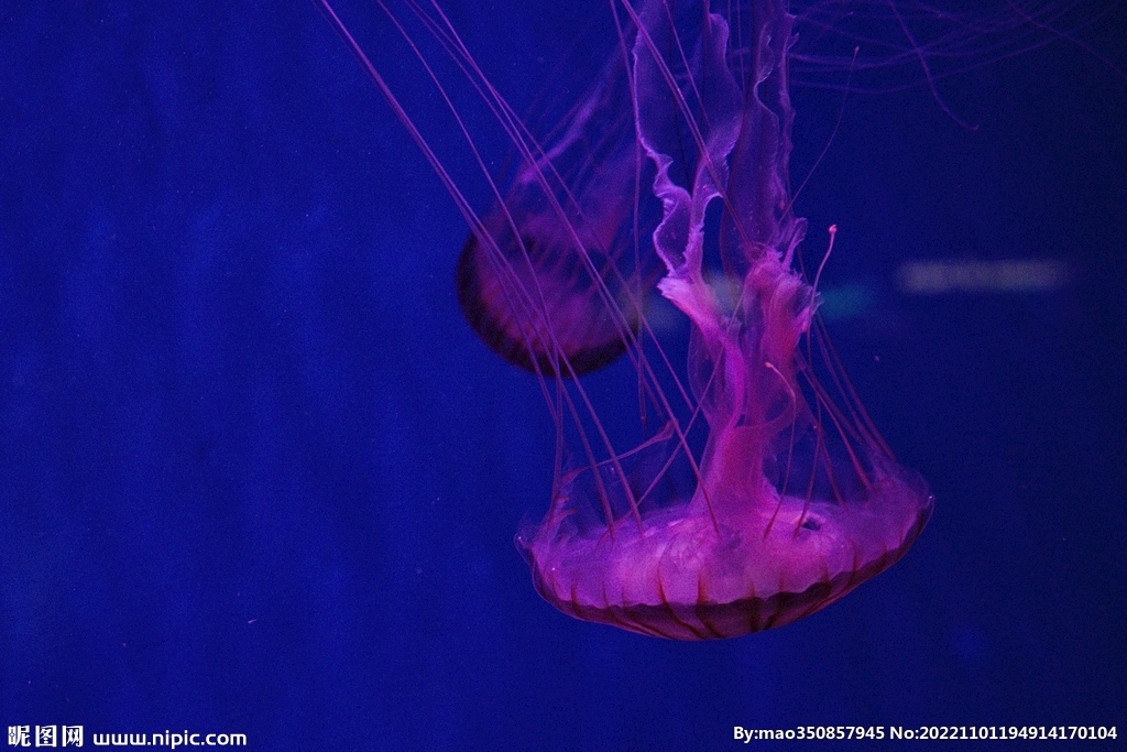 深海海蜇水母