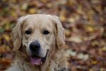 金毛猎犬