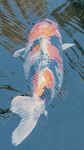 鱼池锦鲤鱼