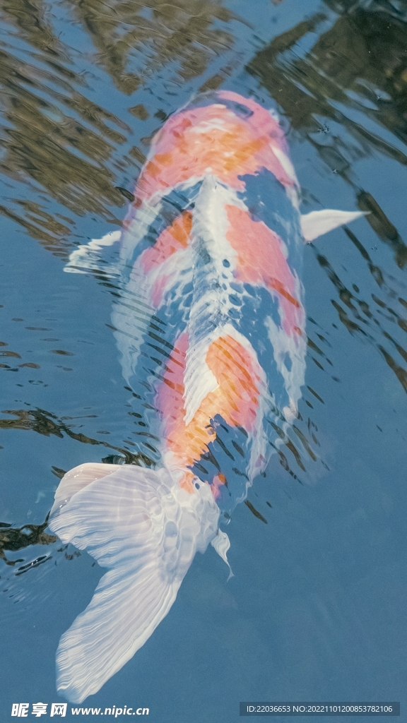 鱼池锦鲤鱼