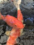 锦鲤池红色锦鲤鱼