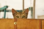 小花猫偷窥
