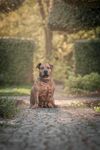 斗牛犬