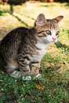 狸花猫