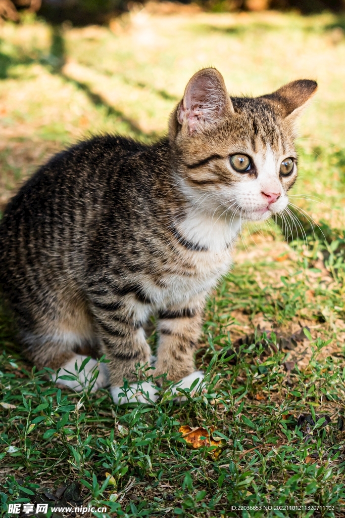 狸花猫