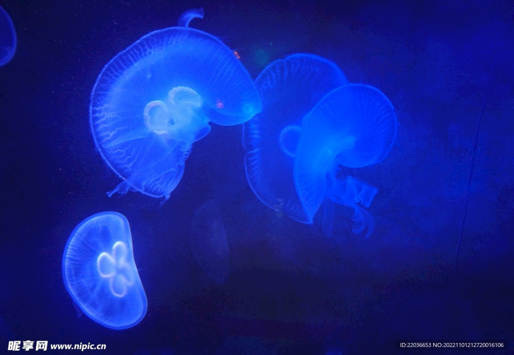 海发光水母